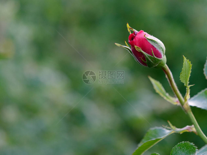 阳光下美丽的花园玫瑰7图片
