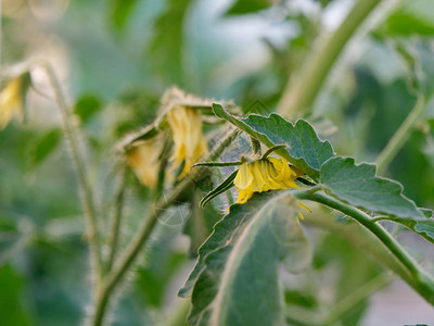 在温室土壤中生长的番茄幼苗图片