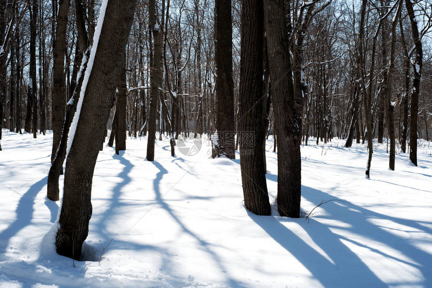 天然的枯树干地面上积雪覆盖森林地板和