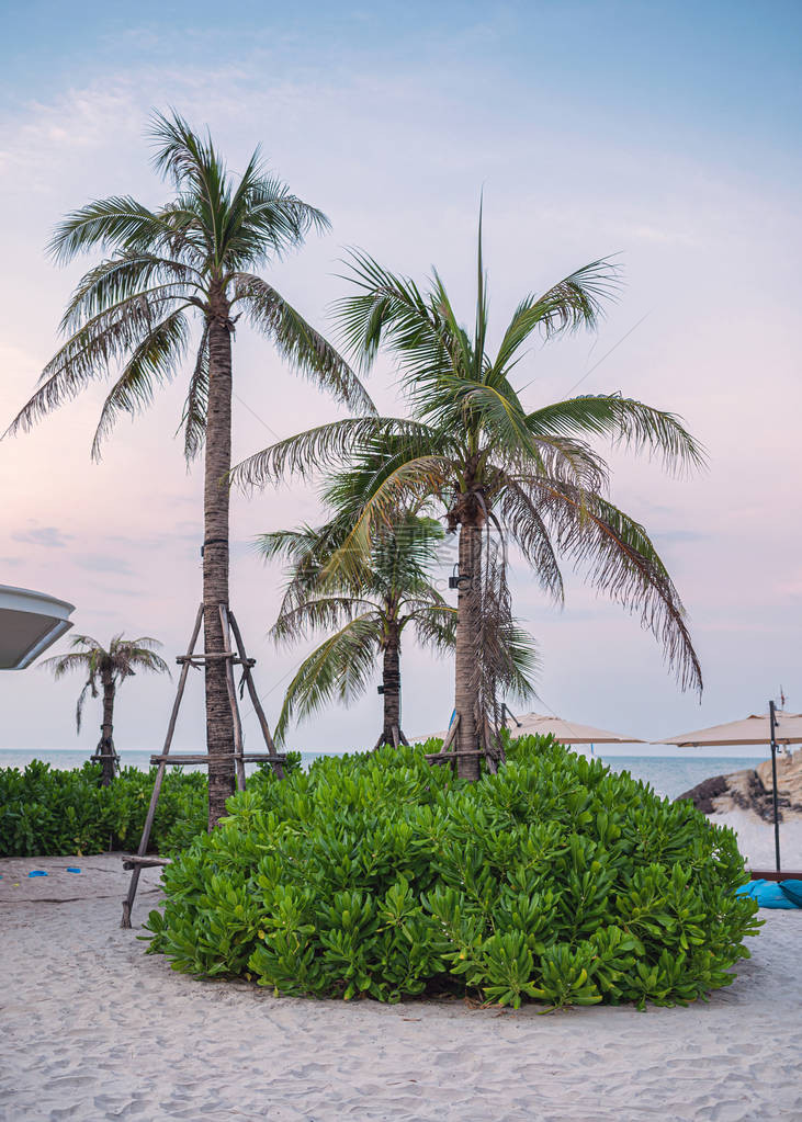 在海滩上的热带海洋中带雨伞的椰子树图片