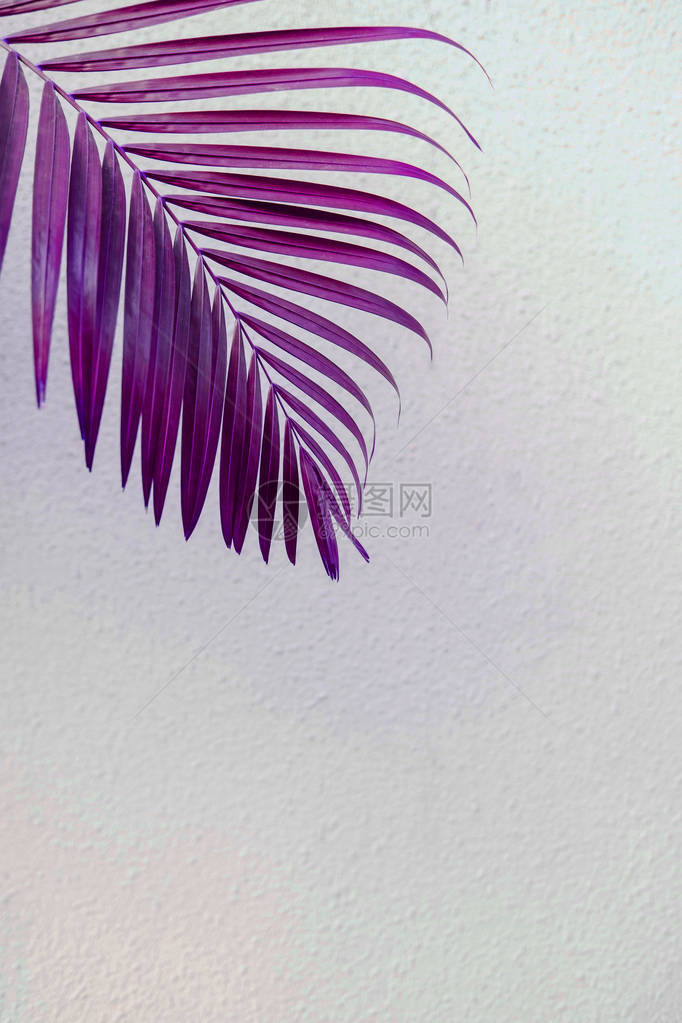紫色热带棕榈叶与白墙相对创意布局刻画图像过滤图片