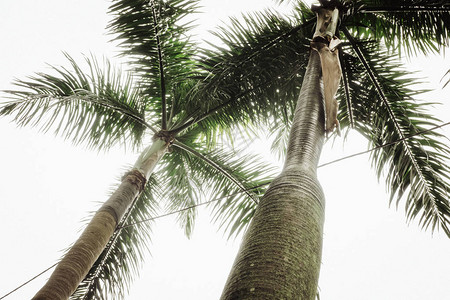 热带棕榈叶绿色创意布局彩图片