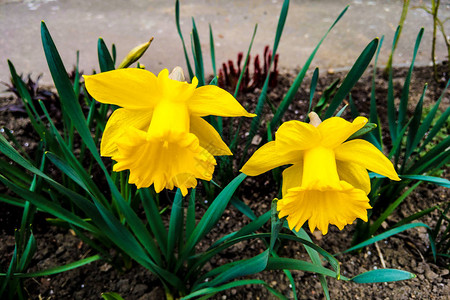 春天或夏天黄色花朵的美丽景图片