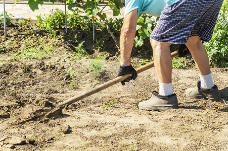 铲子挖土的动作穿着橡胶靴的高级农民用铲子在花园里挖双手挖旧草图片