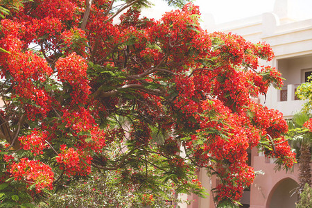 异国情调的热带花卉夏季背景图片