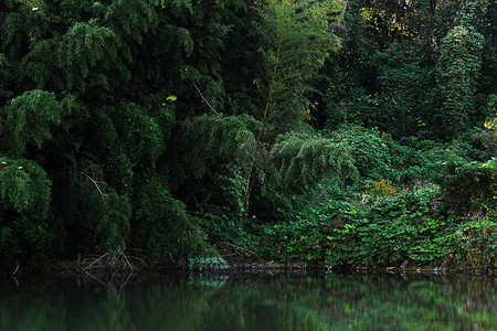 森林和池塘的景观图片