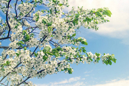 一朵开花的李子或樱桃的分支反对蓝天图片