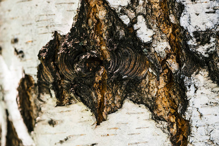 宏观中桦树皮的详细纹理斑点桦木表面的不寻常片段与空心关闭树的损伤与复制空间树与蚂背景图片