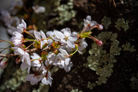 春日阳光明媚的花朵sakura图片