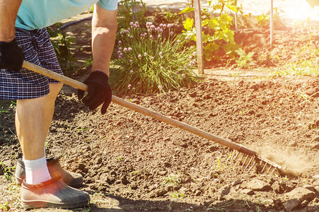 挖土的耙子穿着橡胶靴的高级农民用耙子在花园里挖土双手挖旧草图片