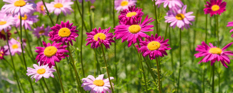 全景花卉背景一片多色粉和紫背景图片