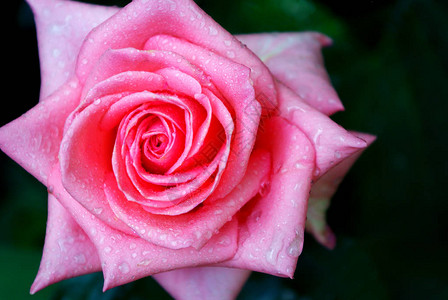 水滴中的粉红玫瑰特写图片