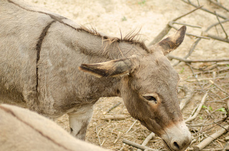 驴农场动物棕色关闭了可爱有趣的宠物图片