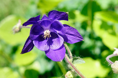 花园里的紫花阿基丽琪亚有选择高清图片