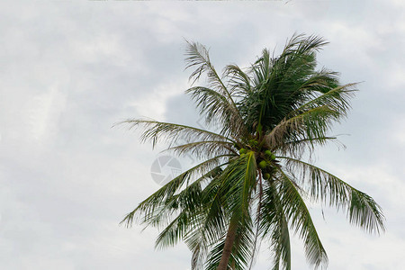 树上的椰子棕榈绿色长叶其背景为云层的图片