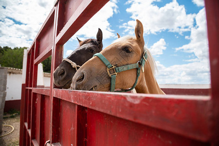 两匹小马把头从农场的图片
