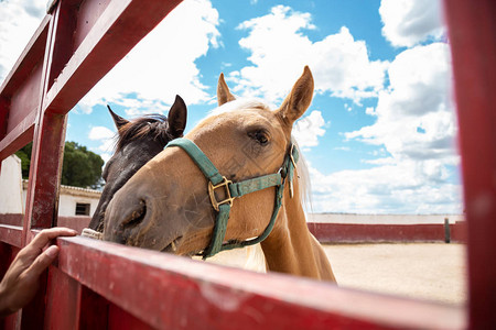 两匹小马把头从农场的图片