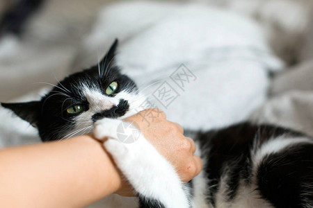 带有愤怒情绪的有趣的黑白小猫咬女孩的手图片