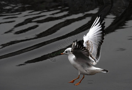 海鸥飞翔泉水大自然湖鸟图片
