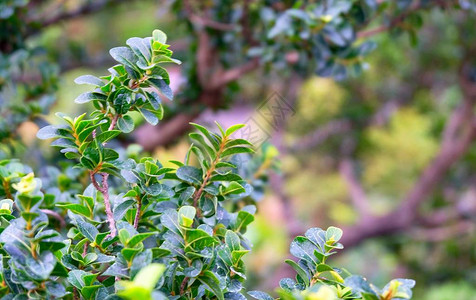 环境概念CarmonaRetusaFukien茶叶树或绿园图片