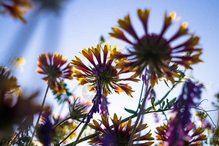 夏季野花和阳光明媚的草地三图片