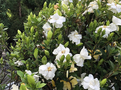 花园里盛开的白色栀子花图片