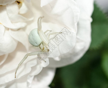 白色金螃蟹蜘蛛模仿玫瑰花瓣的颜色白蜘蛛在花朵图片