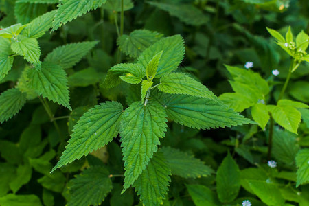 野荨麻长在森林里草药的用处图片