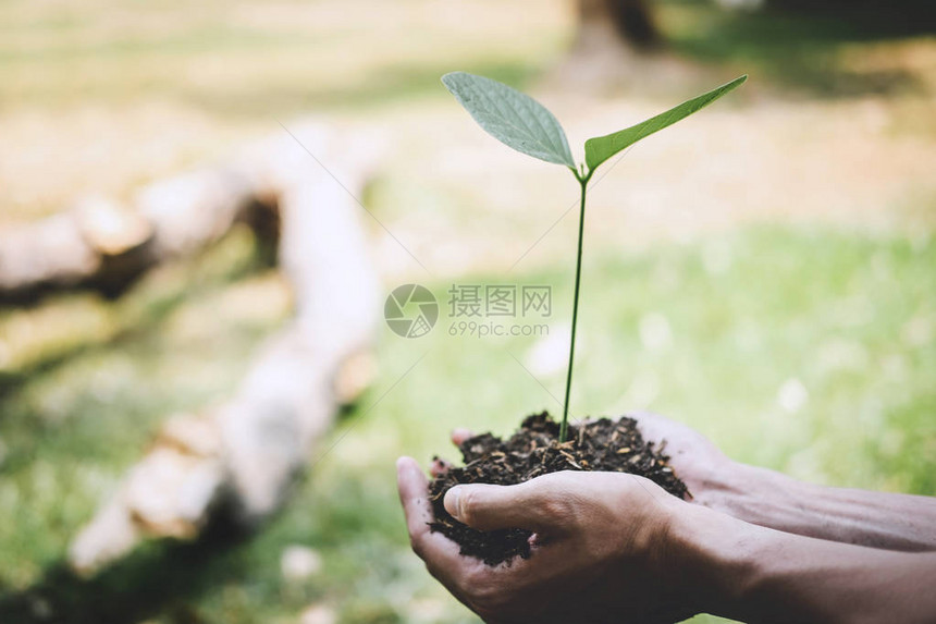 年轻人重新造林的手正在种植幼苗和树木图片