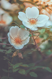 美丽的白玫瑰花绿色叶子图片