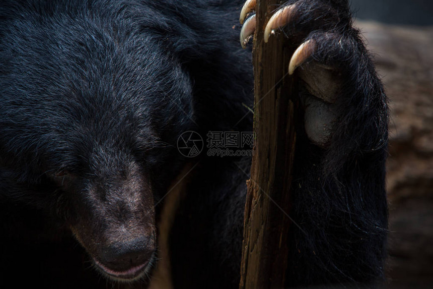 靠近一个成年的Formosa黑熊的脸图片