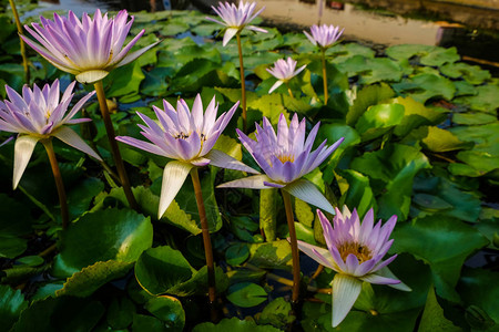 粉色莲花水百图片