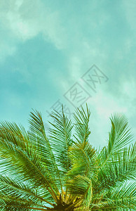 棕榈树下方的景色与云雾笼罩的图片