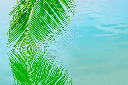 一棵棕榈树的枝叶图片
