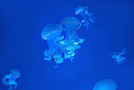 蓝色背景中的澳大利亚斑点水母图片