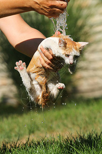 小猫夏天洗澡图片