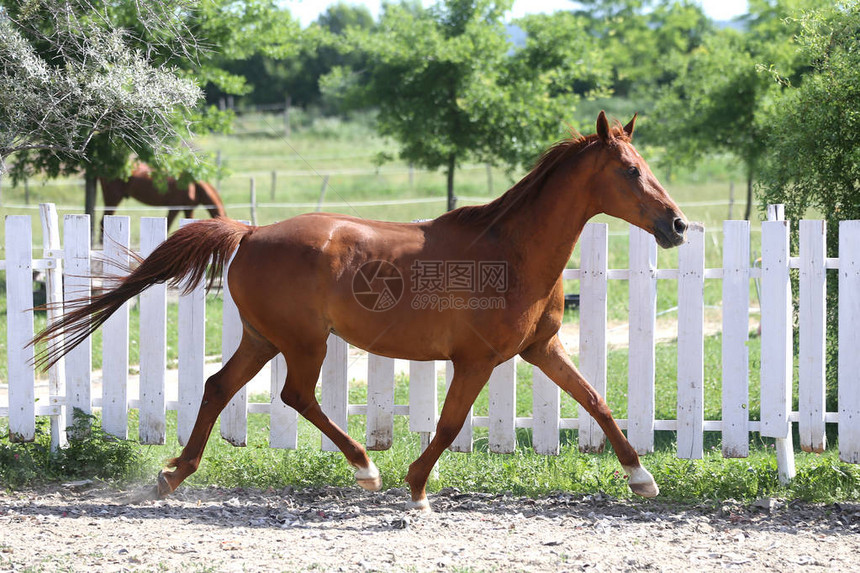 美丽的年轻栗子花彩色马匹在夏日图片