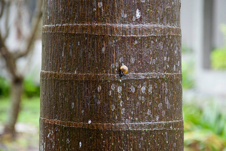 黄色蜗牛在棕榈树有纹理的棕色树皮上的特写图片