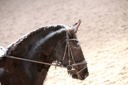 马鞍下盛装舞步比赛中一匹运动马的肖像未知参赛者在室内骑马场参加背景图片