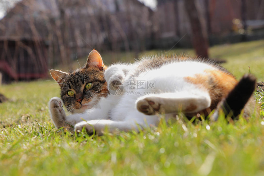 躺在草丛中的嬉戏和嬉戏的驯养猫无聊的猫科动物在前卫休息并热身小猫只看花园图片