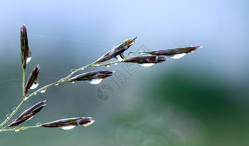 深厚的草地或野生花朵图片