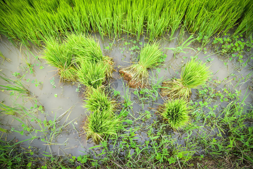 准备种植亚洲农业雨季稻田种植的农田稻苗图片