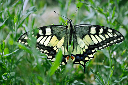 马超草地上的蝴蝶明亮美丽的蝴蝶燕尾蝴蝶帕皮背景