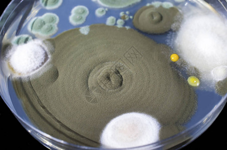从室内空气中培育的霉菌群高清图片