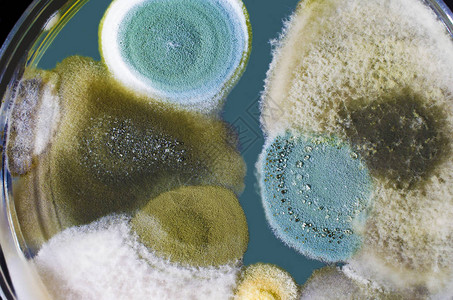 从室内空气中培育的霉菌群高清图片