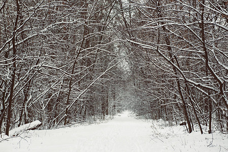 冬季森林有道路和树木覆盖着雪自然户图片