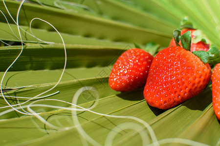 棕榈树绿叶上的新鲜草莓阳光照亮自然背图片