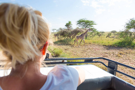 非洲野生物狩猎妇女用开阔屋顶的野外吉普车观察草原上的长图片