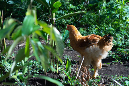 一只鸡在绿色花园周围采图片