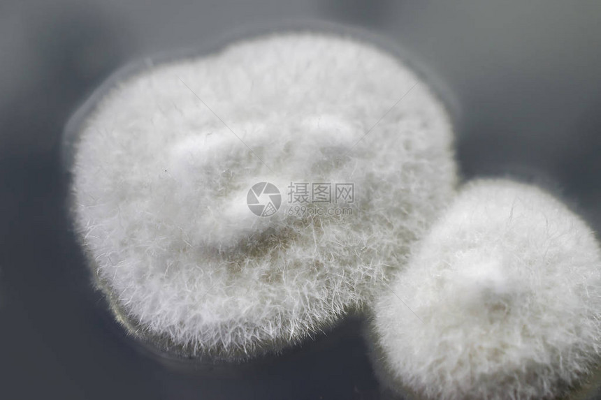 从室内空气中培育的木质真菌库图片